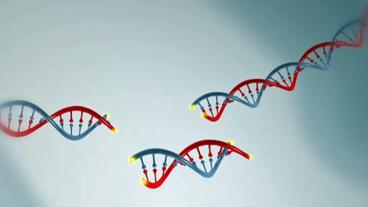 In eine Mücken-DNA wird eine Gen-Sequenz eingebaut