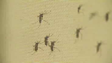 Transgene Mücken hinter einem Gitter