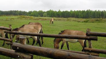 Przewalski-Pferde im Naturschutzgebiet Tennenlohe