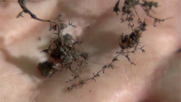 Mykorrhizapilze liegen auf einer Hand