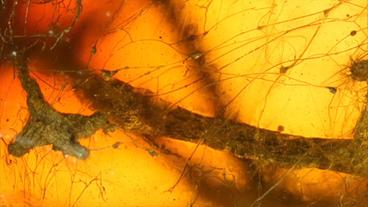 In Bernstein eingeschlossene Mykorrhizapilze