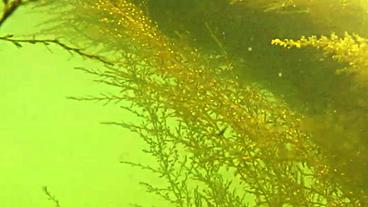 Bild: NDR Sargassum muticum, der Beerentang