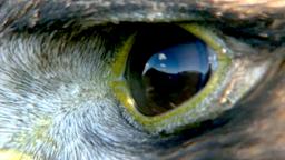 Auge eines Steinadlers