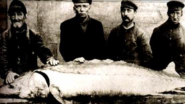 Bildquelle: BR Störfang am Krakauer Elbtor 1903