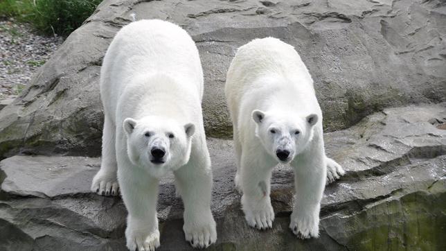 Zwei Eisbären stehen in ihrem Gehege im Zoo Rostock. 