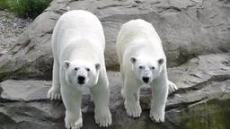 Zwei Eisbren stehen in ihrem Gehege im Zoo Rostock. 