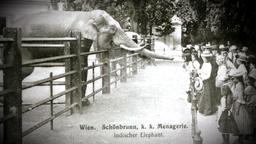 Schwarz-Wei-Aufnahme von Elefanten