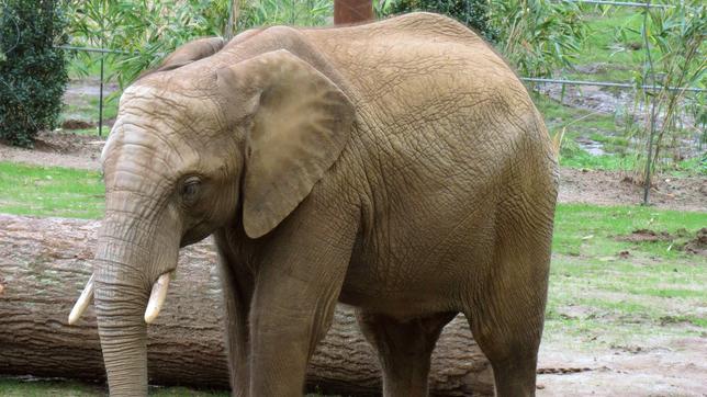 Bildquelle: Archiv Opel-Zoo Elefantenbulle Tamo in seiner neuen Elefantenanlage