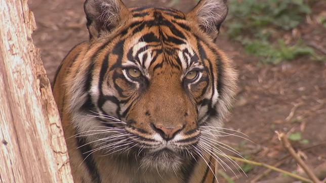 Tigerin Malea