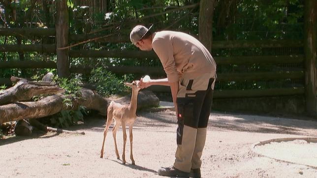 Mhorr-Gazellenbaby Emma mit Pfleger Patrick Waymon im Frankfurter Zoo.