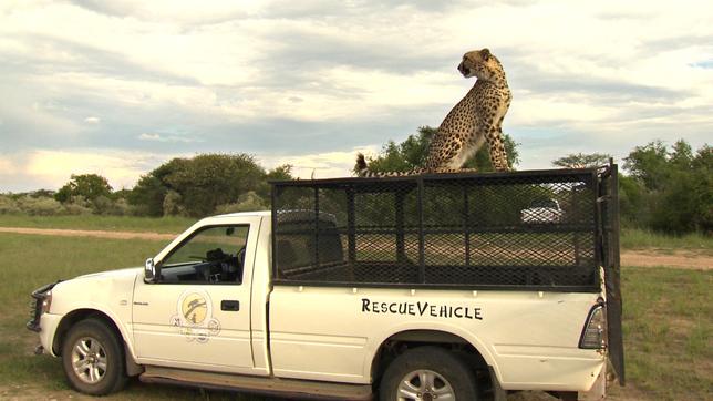 Der Gepard Atheno inspiziert vom Autodach die Umgebung.