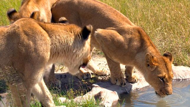 Bild: SWR Die jungen, prachtvollen Löwen trinken am Wasserloch.