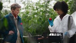 Biologin Esther untersucht auf einer Plantage einige auffällige Tomaten.