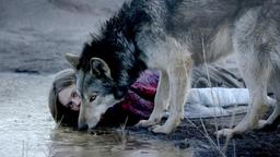 Ania (Lilith Stangenberg) begegnet in einem angrenzenden Waldstück einem Wolf - und plötzlich erscheint ein anderes Leben möglich.