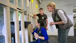 Im Tapirgehege des Leipziger Zoos: Dr. Mertens, die Tierpfleger Conny und Anett, untersuchen das Tapirweibchen.