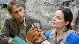 Dr. Mertens und Cheftierpfleger Conny Weidner finden ein verschüttetes Erdmännchen.