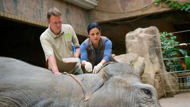 Susanne Mertens und ein Tierpfleger untersuchen eine liegende Elefantendame. 