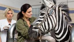 Susanne untersucht ein Zebra, danebben steht Annett.