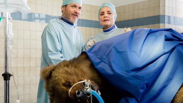 Dr. Gregersen (Tobias Hoesl) und Tierärztin Dr. Mertens (Elisabeth Lanz) haben dem Braunbären Osmo erfolgreich Gold implantieren und so das Leben des Tieres retten können.