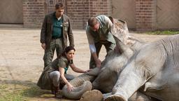 Sorge um Thura. Die Elefantendame ist vor versammelter Besucherschar zusammengebrochen. Tierärztin Dr. Mertens (Elisabeth Lanz, vorne) fürchtet nach einer ersten Untersuchung, dass der Elefant an einem lebensgefährlichen Herpes-Virus leidet. Conny (Thorsten Wolf) und sein Kollege (Komparse) sind schockiert.