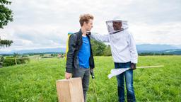 Als Norman (Niklas Löffler) feststellt, dass der Bienenschwarm aus dem Stock geflüchtet ist, versucht er mit Nils (Florian Stadler), einen neuen Schwarm zu fangen.