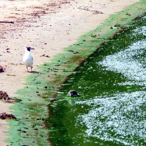 Eine Möwe trottet während der Algenblüte am Strand des Flusses Dnipro entlang, Region Tscherkassy