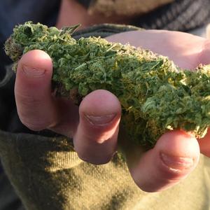 Eine Hand hält Cannabis