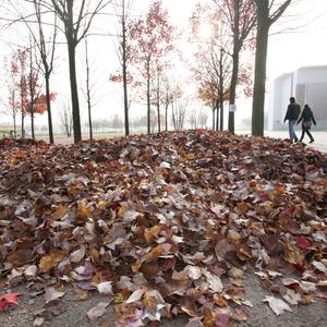 Fast kein Laub mehr ist am Mittwoch (09.11.2011) an den Bäumen vor dem Bundeskanzleramt in Berlin, dafür ein großer Blätterhaufen darunter. Nach den milden und sonnigen Herbsttagen sollen die Temperaturen zum Wochenende hin deutlich sinken.