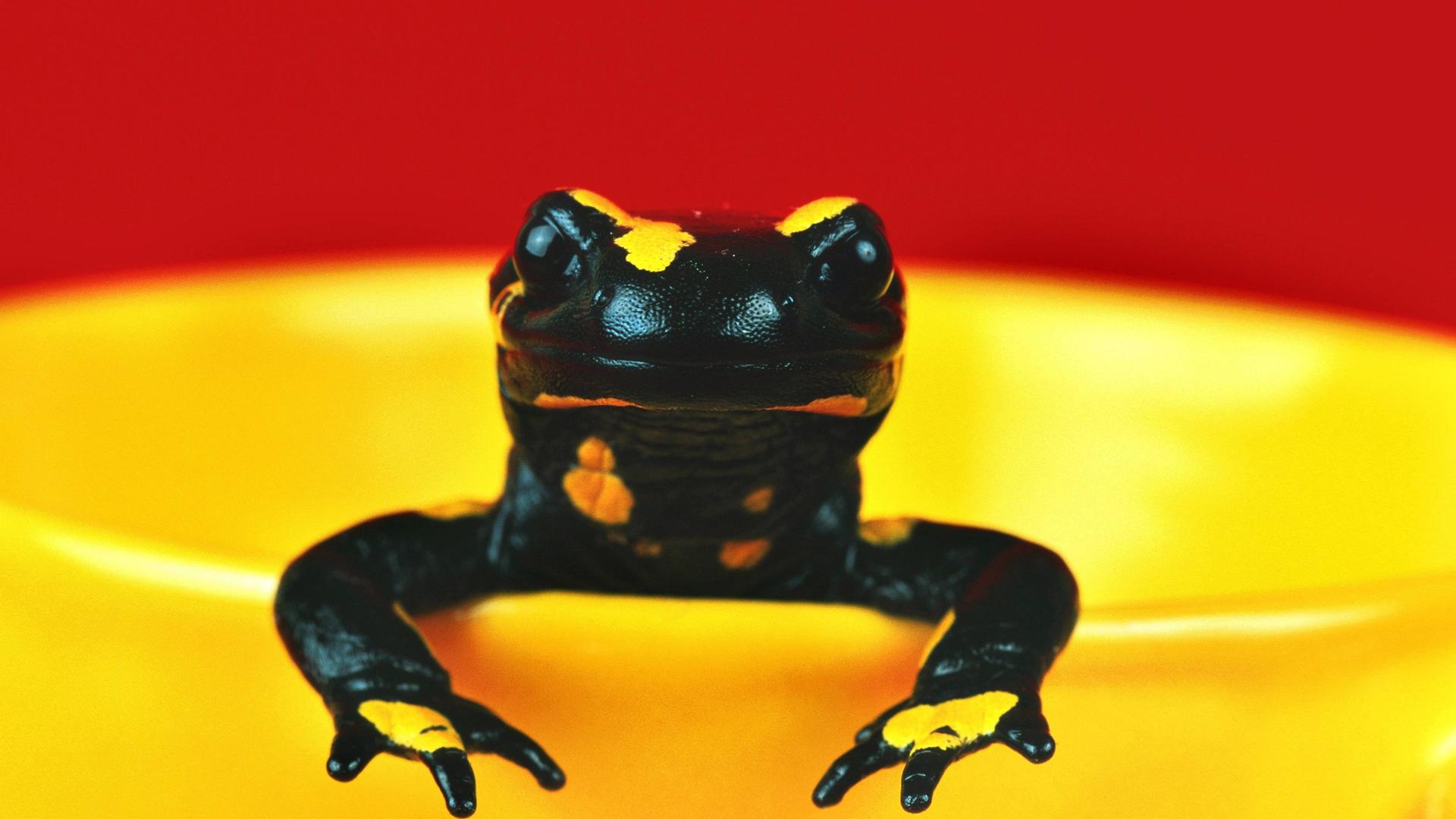 Salamander in gelbem Topf