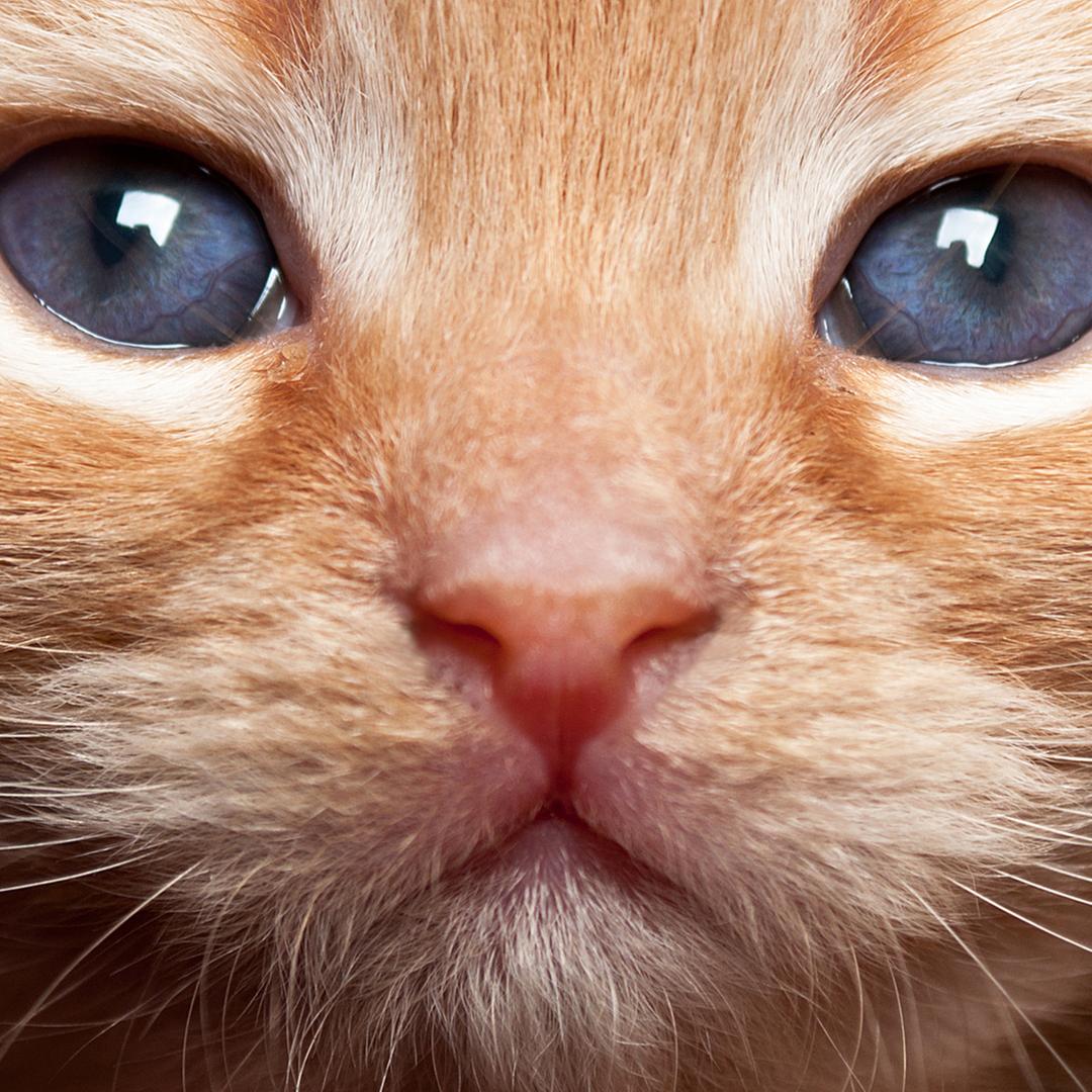 Ein Katzengesicht in Großaufnahme.・Bild: Colourbox.de Ein Katzengesicht in Großaufnahme.