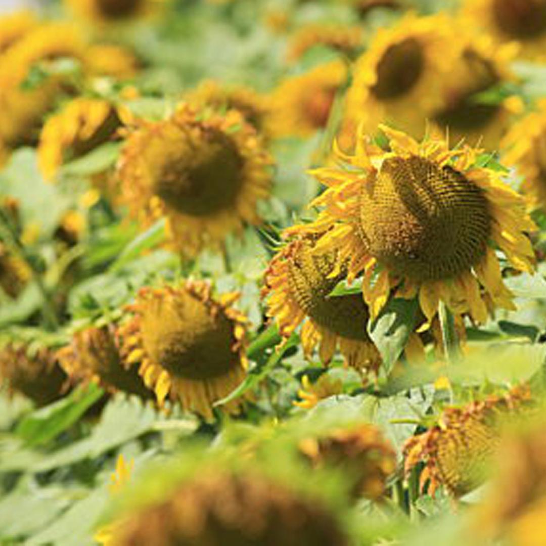Ein Sonnenblumen-Feld in Deutschland