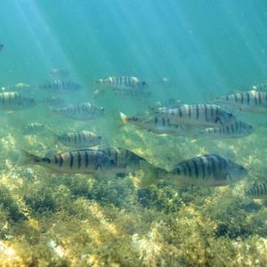 Flussbarsch, Fluss-Barsch, Kretzer, Egli (Perca fluviatilis), grosser Schwarm im Gegenlicht ueber Armleuchteralgenwiese, Unterwasseraufnahme, Fisch des Jahres 2023, Deutschland, Bayern, Chiemsee | Perch, European perch, Redfin perch (Perca fluviatilis), shoal of perches over stoneworts, underwater photo, Germany, Bavaria, Lake Chiemsee