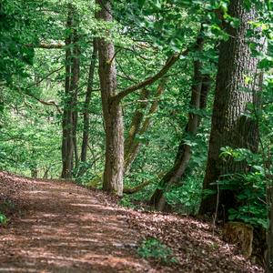 Ein Wanderweg führt durch einen Wald in Deutschland.