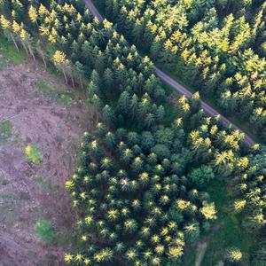 Überall im Harz sind kahle Lichtungen und abgesägte Baumstämme zu sehen. Der Wald leidet unter dem Borkenkäfer und den Witterungsbedingungen.