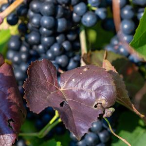 Weinrebe