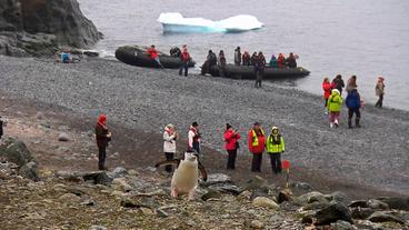 Anlegen auf der Insel der Pinguine.