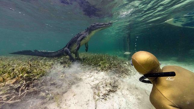Anna mit einem Krokodil der Gattung "Amerikanisches Salzwasserkrokodil" in Banco Chinchorro vor der Halbinsel Yucatan (Mexiko).
