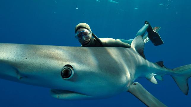 Bild: NDR/Henning Rütten Anna von Bötticher mit einem Blauhai vor Pico Island (Azoren, Portugal).