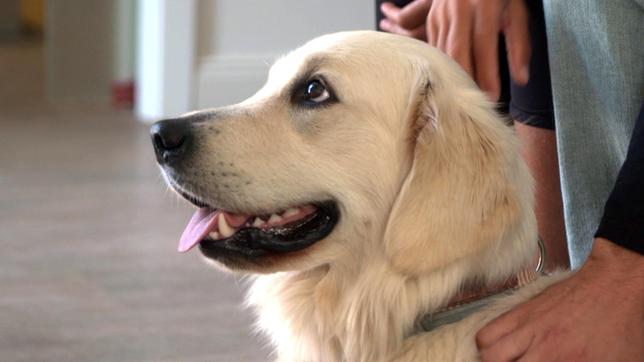 Bild: NDR/Doclights GmbH 2019 Auf Sylt muss Stephanie Petersen die Golden Retriever Hündin Joy kastrieren. Die Operation unter Narkose darf nicht unterschätzt werden.