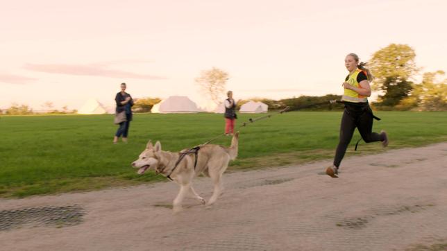 Ausdauer, genaue Befehle und Teamgeist sind für den Hunde-Marathon wichtig.