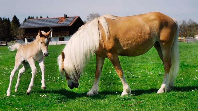 Bild: BR Damit Haflinger gesund und glücklich sind, brauchen sie viel Auslauf. Das kleine Haflinger Fohlen liebt es, gemeinsam mit seiner Mama über die grüne Wiese zu fetzen. Weiteres Bildmaterial finden Sie unter www.br-foto.de.