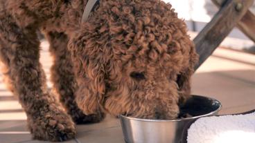 Bild: NDR/Doclights GmbH 2019 Seit er aus dem Autofenster gesprungen ist, hat der elf Monate alte Labradoodle Bruno schwere Hüftprobleme. Dr. Ilka Jopp macht eine interessante Entdeckung.