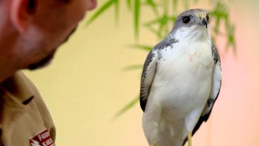 Bild: NDR/Doclights GmbH 2019 Der Rotrückenbussard Peron leidet an einer starken Leberentzündung – Tierarzt Gerd Britsch fährt für den schwierigen Fall persönlich zur Falknerei.