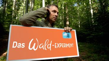 Der Wald ist Rohstofflieferant, CO2- und Wasserspeicher, Heimat vieler Tiere und Organismen sowie Erholungsort für den Mensch. Wäre der Wald ein Dienstleister, käme er uns ganz schön teuer. Reporter Wolf Jörg hat genau nachgerechnet.