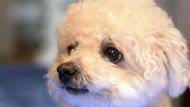 Bild: NDR/Doclights GmbH 2019 Die Bichon Frisé Hündin Emma muss auf der Insel Sylt zum Gesundheits-Check.