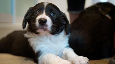 Bild: NDR/Doclights GmbH 2019 Die Bordercollie-Münsterländer-Mischlinge sind inzwischen acht Wochen alt.