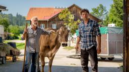 Die erste Kuh für den Stall: Karl (Christoph M. Ohrt) und Georg (Thomas Unger) setzen wieder auf die traditionelle Landwirtschaft.