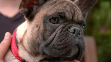 Bild: NDR/Doclights GmbH 2019 Die französische Bulldogge Lupo hat Hautprobleme.