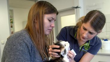 Bild: NDR Tierärztin Sita Meinzer desinfiziert die Kinnverletzung der 14 Jahre alten Katze Sissi.