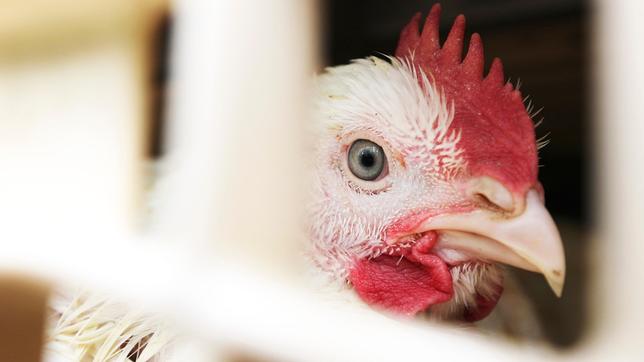Bild: MDR/Manfred Karremann Ein Masthähnchen auf einem LKW, der letzte Weg des Tieres zur Schlachtung. Nur vier Wochen Mast liegen hinter dem Hähnchen. Etwa 600 Millionen werden jedes Jahr in Deutschland gegessen. Etwa zwanzig Millionen überleben schon die vierwöchige Mast nicht.